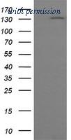 OriGene TA505452S image 1