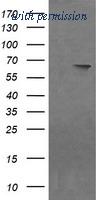 OriGene TA505464AM image 1