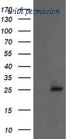 OriGene TA505470AM image 1