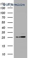 OriGene TA505471AM image 1