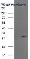 OriGene TA505496AM image 1