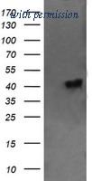 OriGene TA505498AM image 1