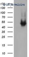 OriGene TA505502AM image 1