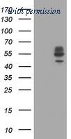 OriGene TA505521BM image 1