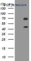 OriGene TA505523BM image 1