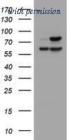 OriGene TA505544S image 1
