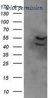 OriGene TA505550BM image 1