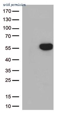 OriGene TA505560AM image 1