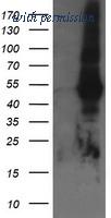 OriGene TA505566AM image 1