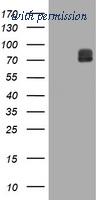 OriGene TA505567BM image 1