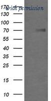 OriGene TA505568BM image 1