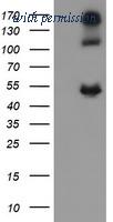 OriGene TA505569AM image 1