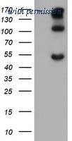 OriGene TA505570AM image 1