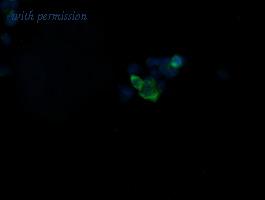 OriGene TA505590AM image 1