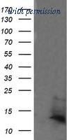 OriGene TA505591AM image 1