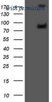 OriGene TA505597BM image 1
