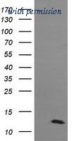 OriGene TA505602AM image 1