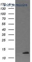 OriGene TA505604AM image 1