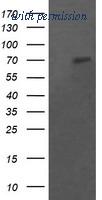 OriGene TA505608AM image 1