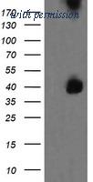 OriGene TA505616AM image 1