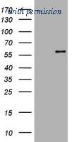 OriGene TA505621S image 1