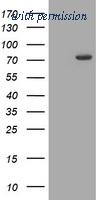 OriGene TA505623BM image 1