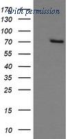 OriGene TA505625S image 1