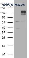 OriGene TA505627S image 1