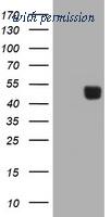 OriGene TA505628S image 1