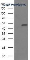 OriGene TA505664AM image 1