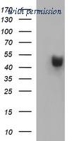 OriGene TA505679BM image 1