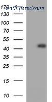 OriGene TA505682BM image 1