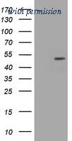OriGene TA505683BM image 1