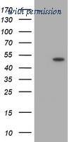 OriGene TA505697AM image 1