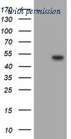 OriGene TA505698AM image 1