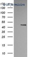 OriGene TA505699BM image 1