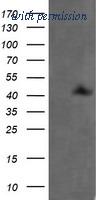 OriGene TA505702AM image 1