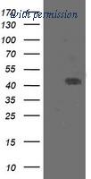 OriGene TA505703BM image 1