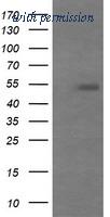OriGene TA505706BM image 1