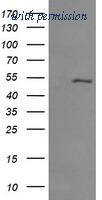 OriGene TA505707BM image 1