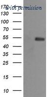 OriGene TA505712S image 1