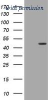 OriGene TA505713AM image 1
