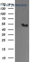 OriGene TA505724AM image 1