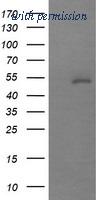 OriGene TA505725BM image 1