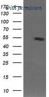 OriGene TA505726AM image 1
