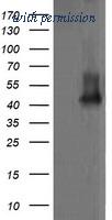OriGene TA505728AM image 1