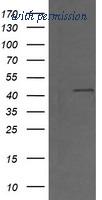 OriGene TA505742AM image 1