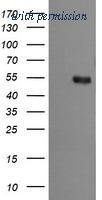 OriGene TA505750BM image 1