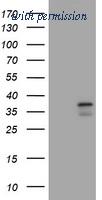 OriGene TA505755AM image 1