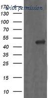 OriGene TA505766AM image 1